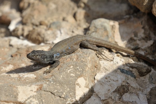 Gallotia galloti galloti, male, Tenerife Lizard, Westkanaren Eidechse, Männchen