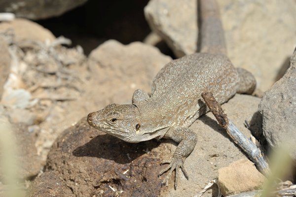 Gallotia intermedia (Tenerife Speckled Lizard, Gesprenkelte Kanareneidechse)