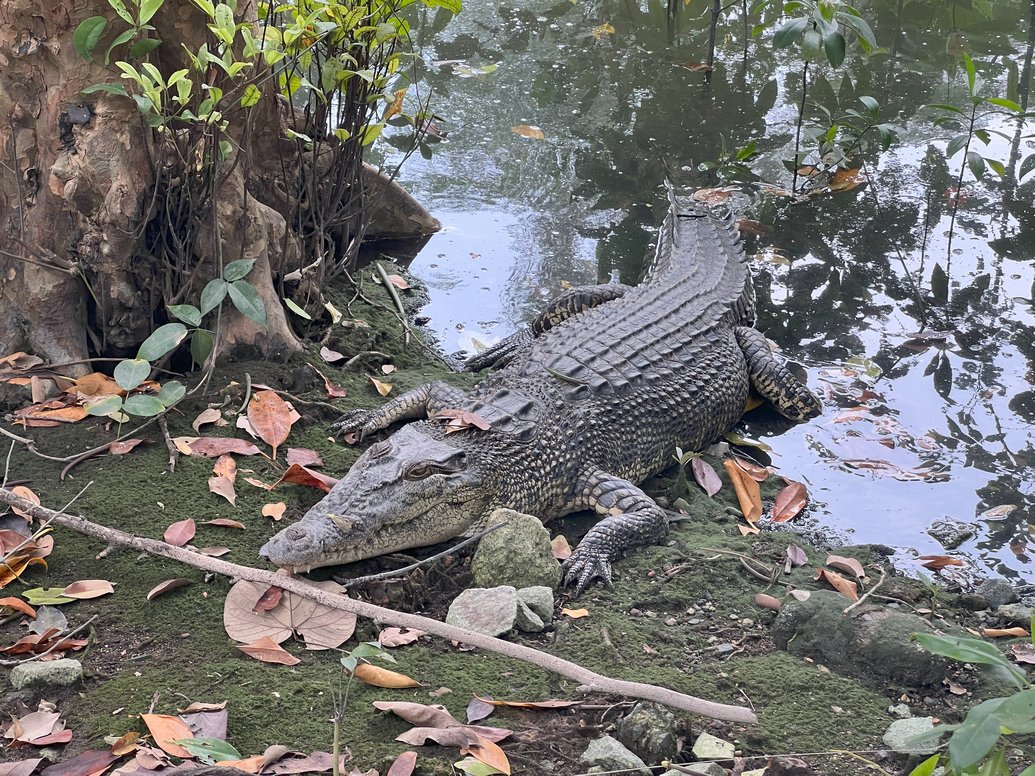 saltwater crocodile, Crocodylus porosus, Leistenkrokodil