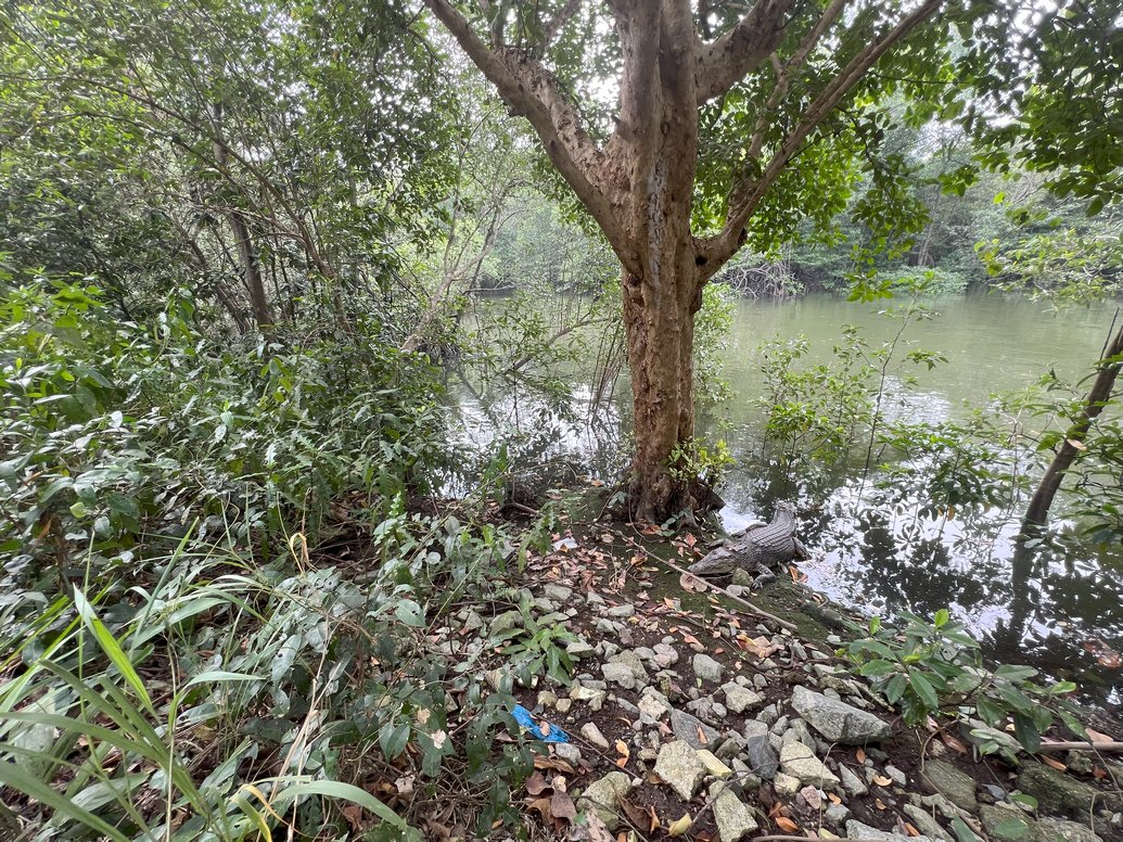 saltwater crocodile, Crocodylus porosus, Leistenkrokodil