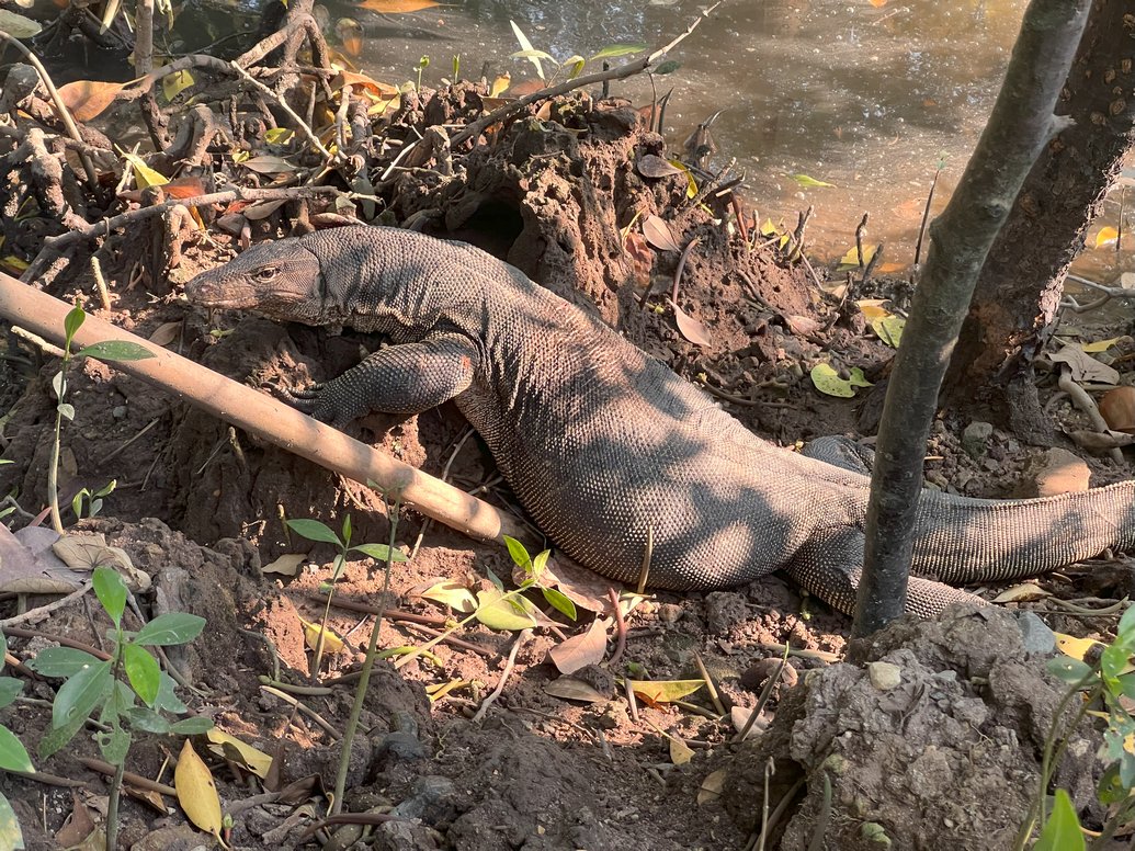 Asian water monitor, Varanus salvator, Bindenwaran