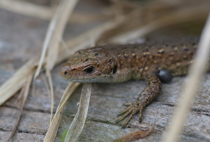 Bergeidechse, Waldeidechse, viviparous lizard, Zootoca vivipara