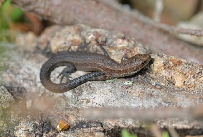 Bergeidechse, Waldeidechse, viviparous lizard, Zootoca vivipara