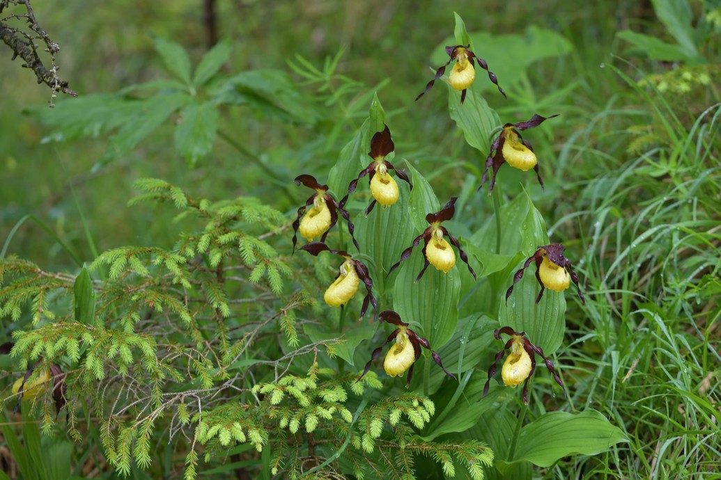  lady's-slipper orchid (Cypripedium calceolus / Gelber Frauenschuh)