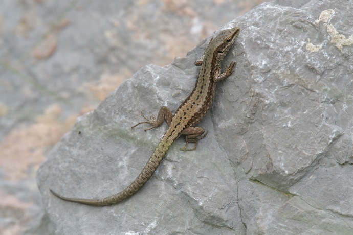 Podarcis muralis, common wall lizard, Mauereidechse