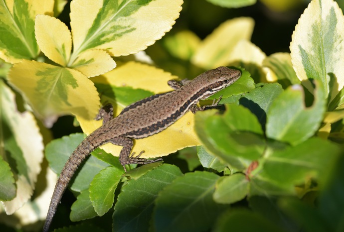 introduced Podarcis muralis, common wall lizard, Mauereidechse