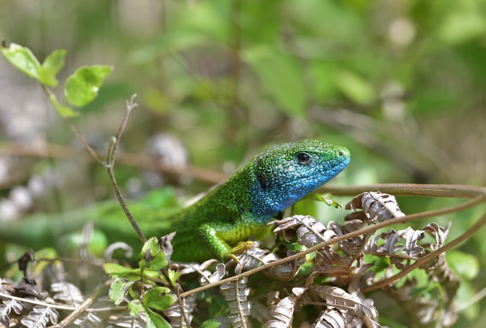 Lacerta viridis, Östliche Smaragdeidechse Männchen, eastern green lizard male