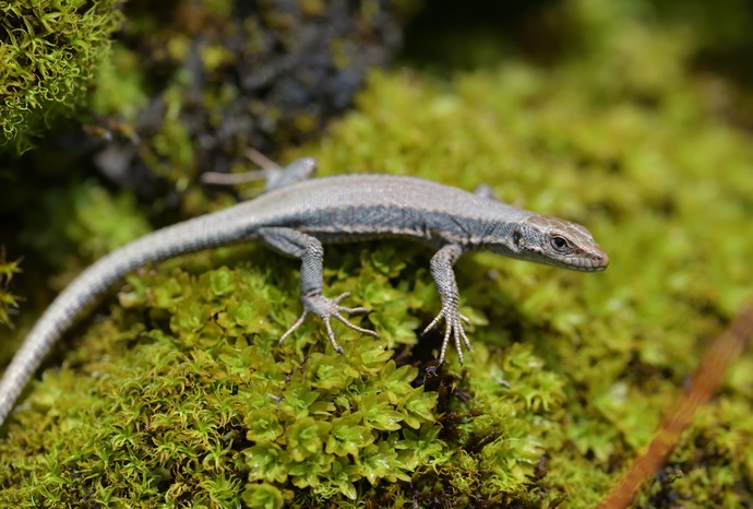 Iberolacerta horvathi, Horvath's rock lizard, Kroatische Gebirgseidechse