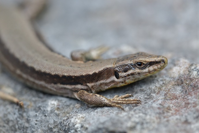 Podarcis muralis, common wall lizard, Mauereidechse