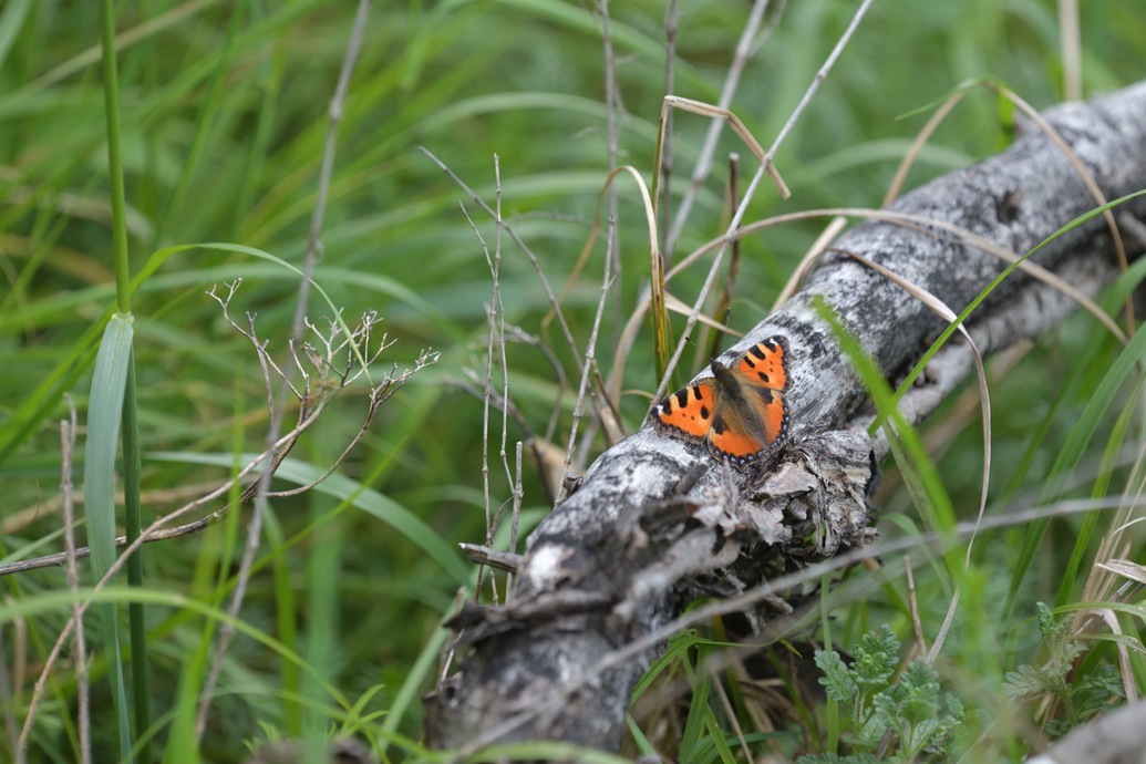 Aglais urticae, Kleiner Fuchs,  small tortoiseshell