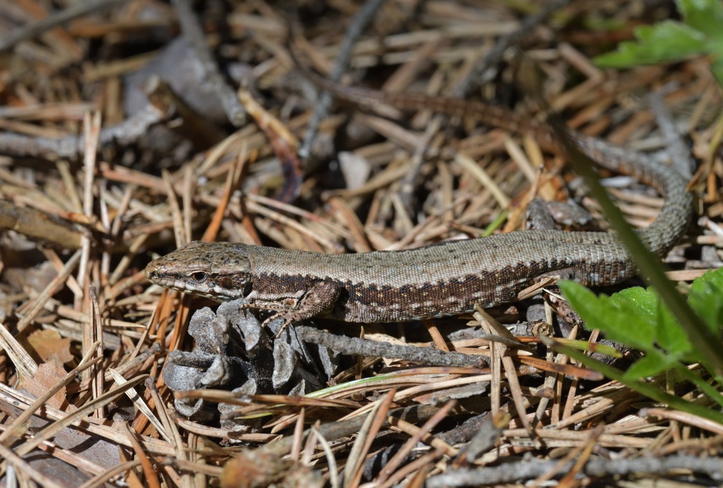 Mauereidechse Männchen, Podarcis muralis, common wall lizard male