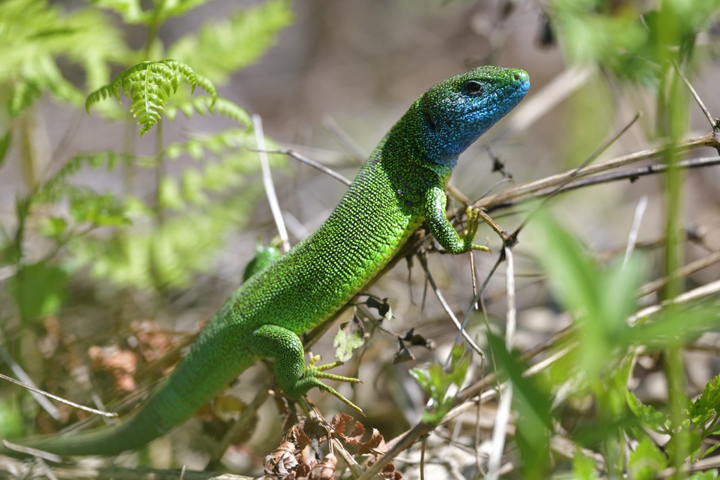 Östliche Smaragdeidechse Männchen, Lacerta viridis, eastern green lizard male