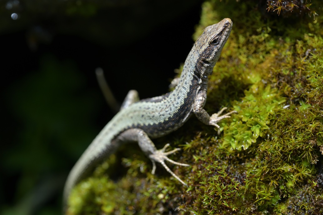 Iberolacerta horvathi, Horvath's rock lizard, Kroatische Gebirgseidechse