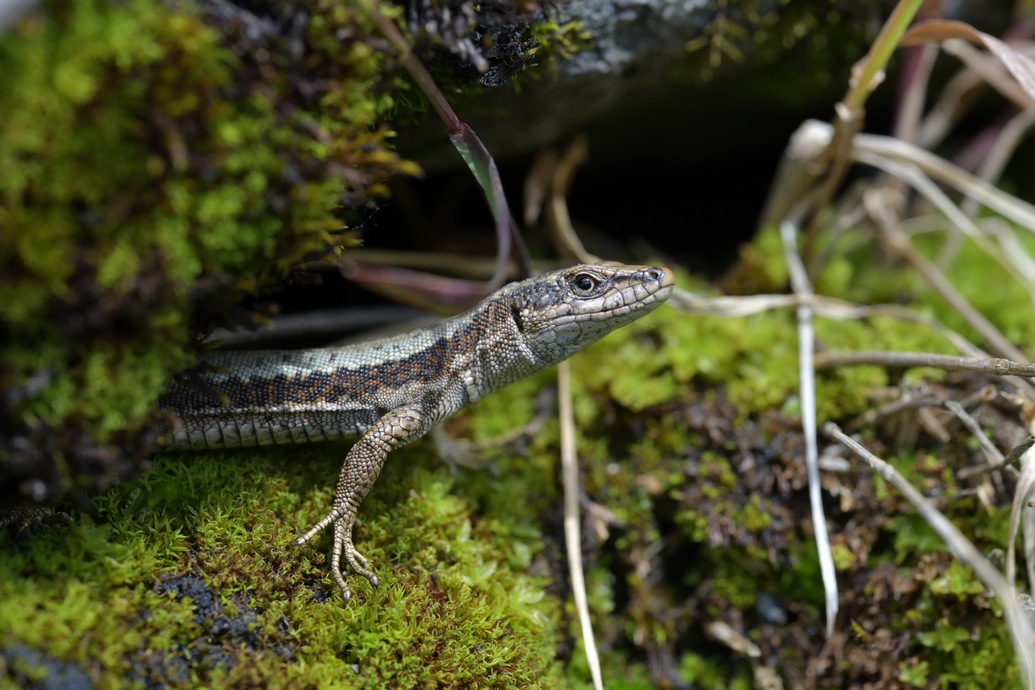 Iberolacerta horvathi, Horvath's rock lizard, Kroatische Gebirgseidechse