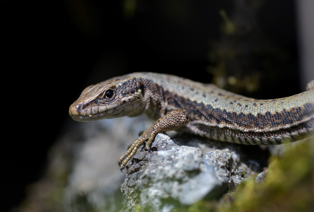 Iberolacerta horvathi, Horvath's rock lizard, Kroatische Gebirgseidechse