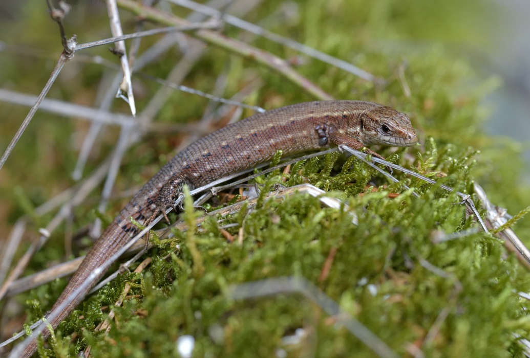 Zootoca carniolica, Kärntner Bergeidechse, carniolan lizard