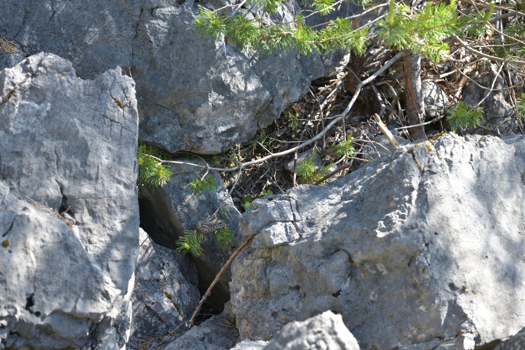 Vipera ammodytes, Hornotter, horned viper